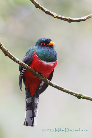 Masked Trogon (Trogon personatus) photo image