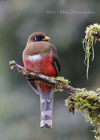 Masked Trogon (Trogon personatus) photo image