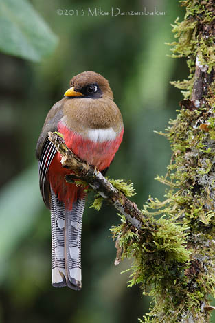 Masked Trogon (Trogon personatus) photo image