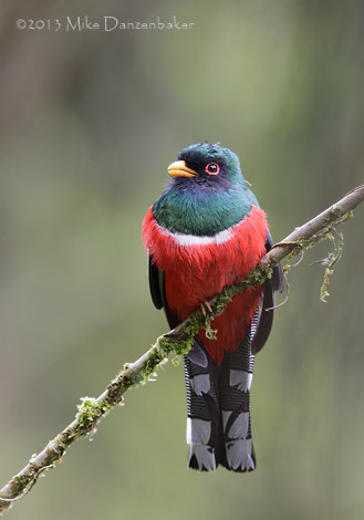 Masked Trogon (Trogon personatus) photo image