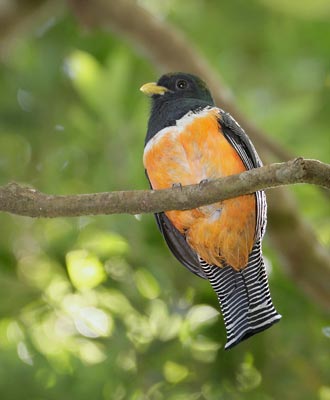 Orange-bellied Trogon (Trogon aurantiiventris) photo