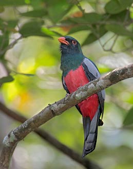 Slaty-tailed Trogon (Trogon massena) photo image