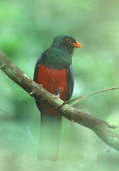 Slaty-tailed Trogon (Trogon massena) photo