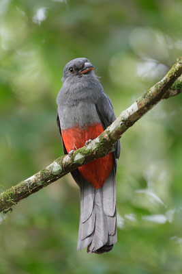 Slaty-tailed Trogon (Trogon massena) photo