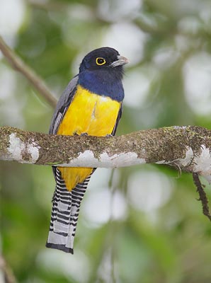 Gartered Trogon (Trogon caligatus) photo