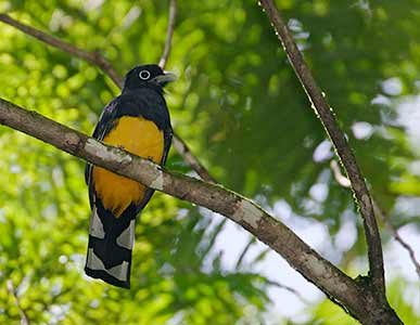 White-tailed Trogon (Trogon chionurus) photo image