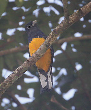 White-tailed Trogon (Trogon chionurus) photo image