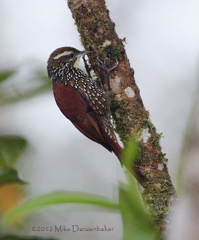 Pearled Treerunner (Margarornis squamiger) photo image