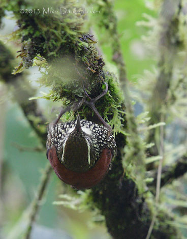 Pearled Treerunner (Margarornis squamiger) photo image