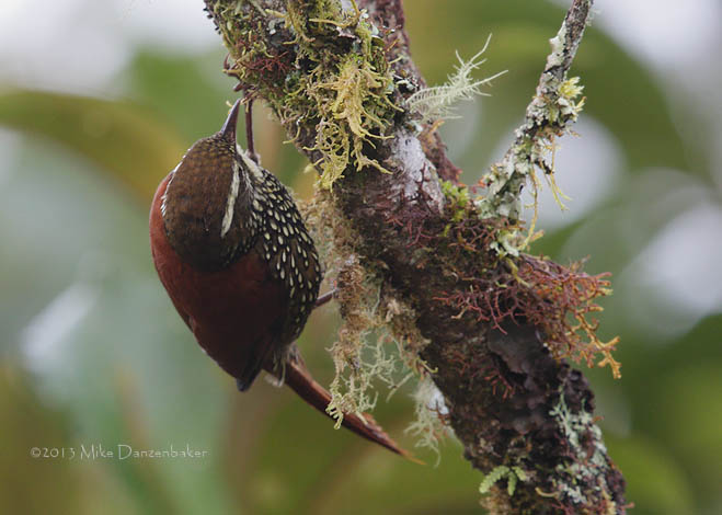 Pearled Treerunner (Margarornis squamiger) photo image