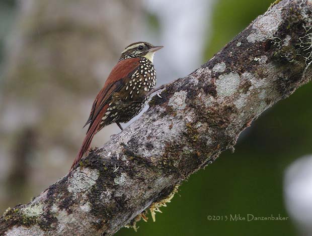 Pearled Treerunner (Margarornis squamiger) photo image