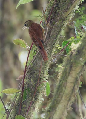 Ruddy Treerunner (Margarornis rubiginosus) photo
