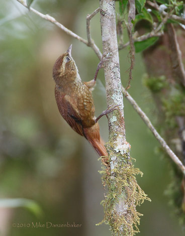 Ruddy Treerunner (Margarornis rubiginosus) photo
