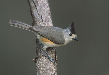Black-crested Titmouse (Baeolophus atricristatus) photo image