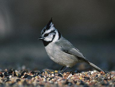 Bridled Titmouse (Baeolophus wollweberi) photo image