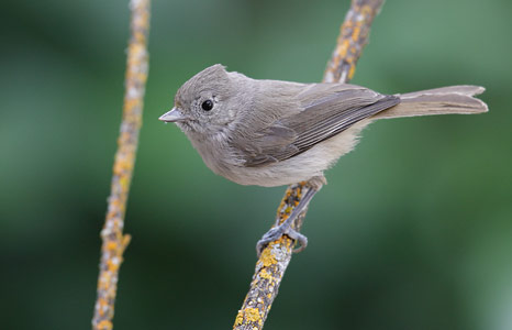 Oak Titmouse (Baeolophus inornatus) photo image