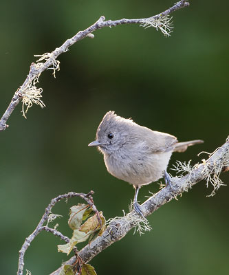 Oak Titmouse (Baeolophus inornatus) photo