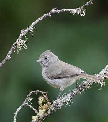 Oak Titmouse (Baeolophus inornatus) photo image
