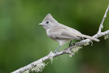 Oak Titmouse (Baeolophus inornatus) photo image