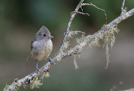 Oak Titmouse (Baeolophus inornatus) photo image