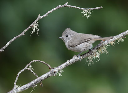 Oak Titmouse (Baeolophus inornatus) photo image