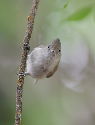 Oak Titmouse (Baeolophus inornatus) photo image