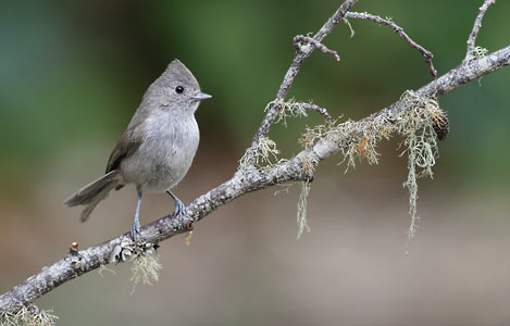Oak Titmouse (Baeolophus inornatus) photo image