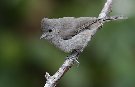 Oak Titmouse (Baeolophus inornatus) photo image