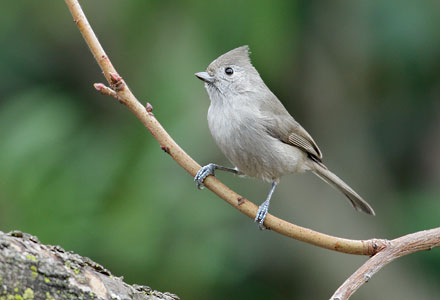 Oak Titmouse (Baeolophus inornatus) photo image