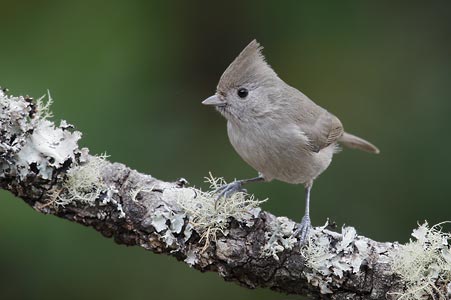 Oak Titmouse (Baeolophus inornatus) photo image