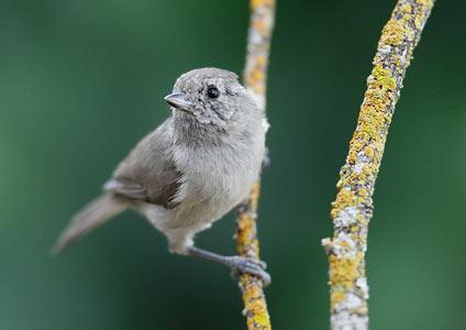 Oak Titmouse (Baeolophus inornatus) photo image