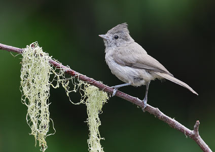 Oak Titmouse (Baeolophus inornatus) photo image
