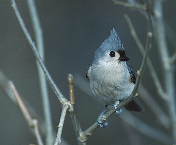 Tufted Titmouse (Baeolophus bicolor) photo image