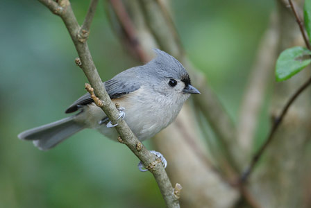 Tufted Titmouse (Baeolophus bicolor) photo image