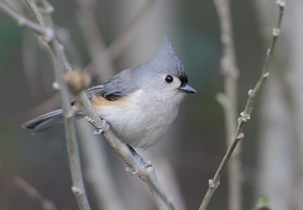 Tufted Titmouse (Baeolophus bicolor) photo image