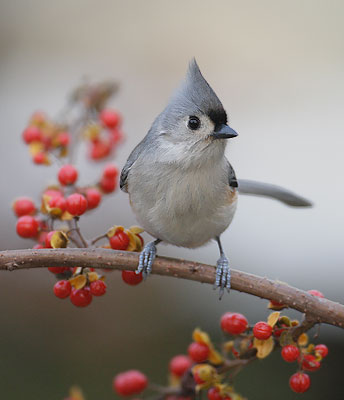 Tufted Titmouse (Baeolophus bicolor) photo image