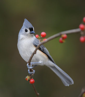 Tufted Titmouse (Baeolophus bicolor) photo image