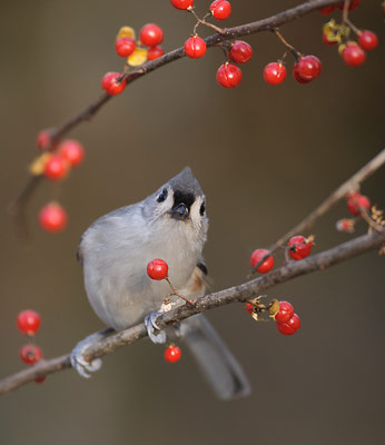 Tufted Titmouse (Baeolophus bicolor) photo image