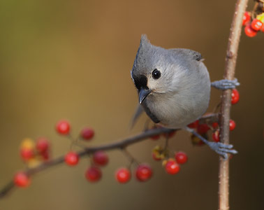 Tufted Titmouse (Baeolophus bicolor) photo image