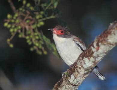 Masked Tityra (Tityra semifasciata) photo image