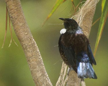 Tui (Prosthemadera novaseelandiae) photo