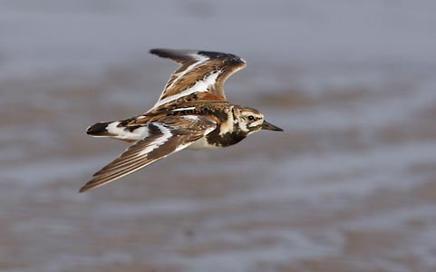 Ruddy Turnstone (Arenaria interpres) photo image