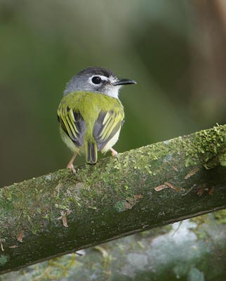 Black-capped Pygmy-Tyrant (Myiornis atricapillus) photo