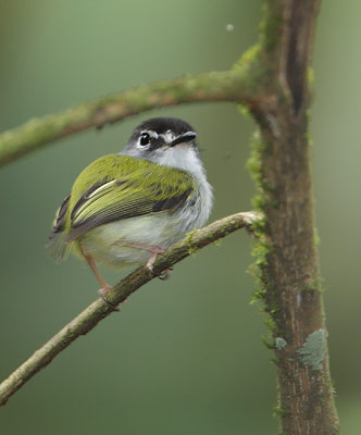 Black-capped Pygmt-Tyrant (Myiornis atricapillus) photo