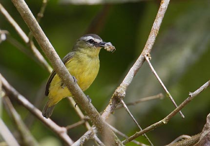Brown-capped Tyrannulet (Ornithion brunneicapillus) photo image