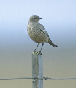 Chocolate-vented Tyrant (Neoxolmis rufiventris) photo image