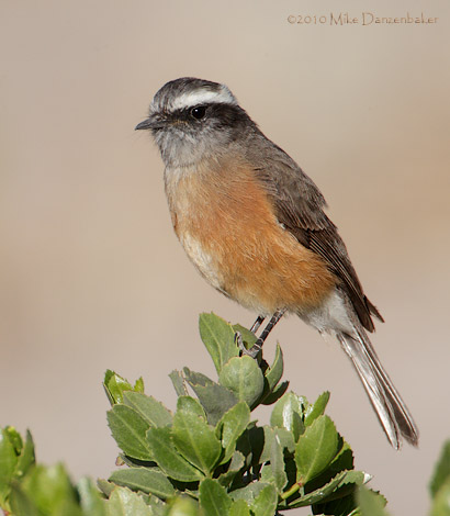 D'Orbigny's Chat-Tyrant (Ochthoeca oenanthoides) photo