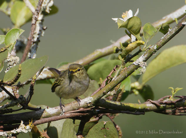 Golden-faced Tyrannulet (Zimmerius chrysops) photo