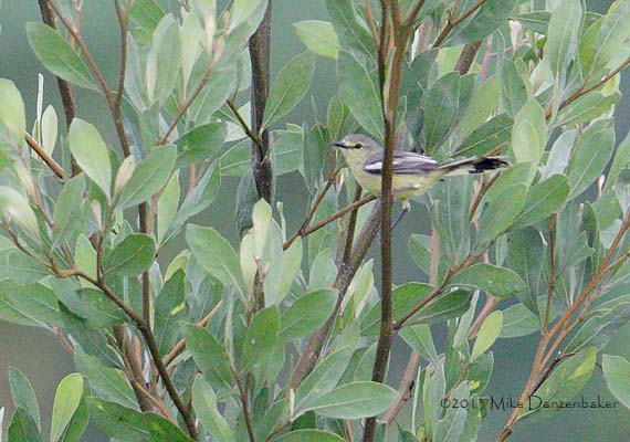 Lesser Wagtail-Tyrant (Stigmatura napensis) photo
