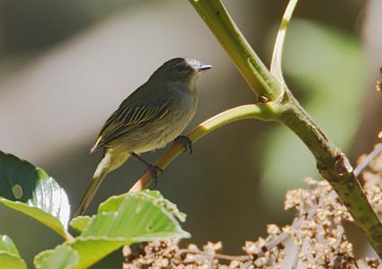 Paltry Tyrannulet (Zimmerius vilissimus) photo